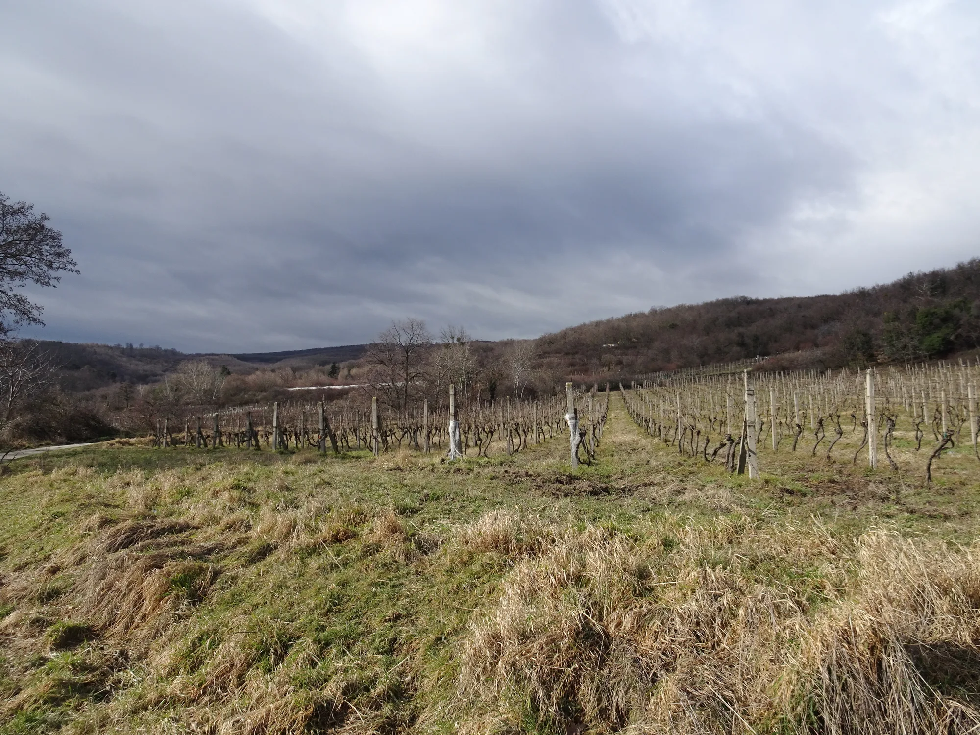 Vineyard rows on the Small Carpathian slopes near Bratislava